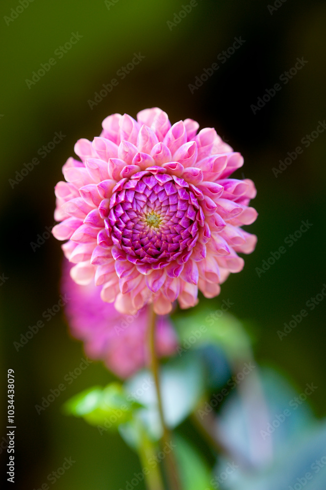 Fototapeta premium close up of pink dahlia Macro