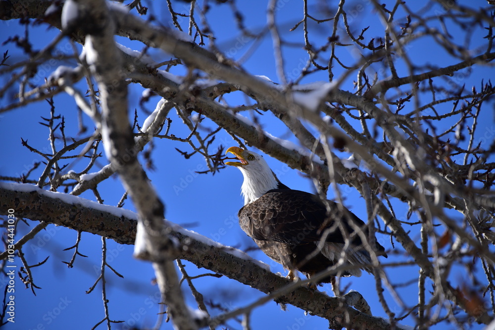 eagle on tree eagle on tree