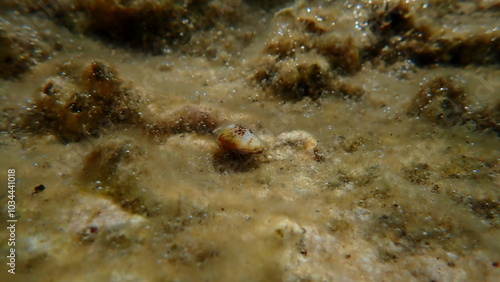 Seashell of sea snail Persian conch (Conomurex persicus) undersea, Aegean Sea, Greece, Halkidiki, Kakoudia beach photo