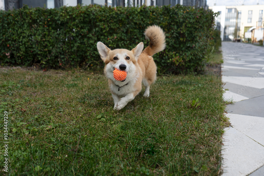 Pembroke Welsh Corgi runs down the street with an orange ball in his mouth. Dog in the city. Pet playing with a ball Pembroke Welsh Corgi runs down the street with an orange ball in his mouth. Dog in the city. Pet playing with a ball