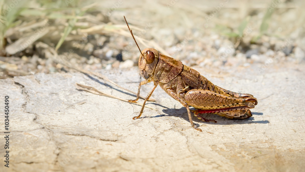 Paracaloptenus caloptenoides female Paracaloptenus caloptenoides female