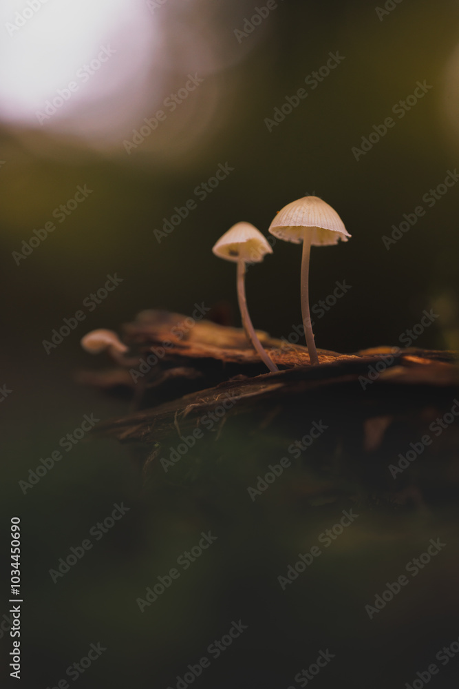 Mushroom in Forrest Mushroom in Forrest