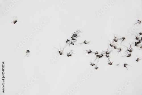 Close-up image of dead mosquitoes scattered on a light surface, showcasing insect details. Ideal for concepts related to pest control, disease prevention, or environmental impact. photo