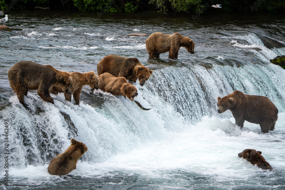 Naklejka premium Brown Bears at Brooks Falls in Katmai National Park, Alaska