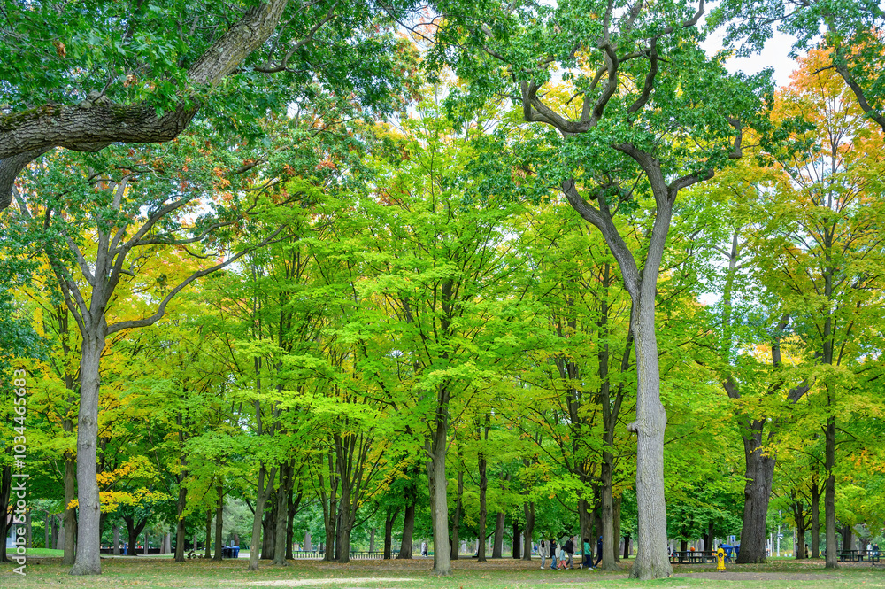 Naklejka premium Tree area in High Park, a famous location in the city, Toronto, Canada