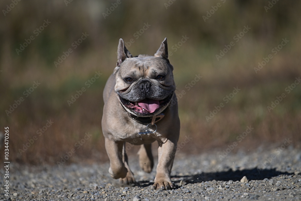 french bulldog portrait