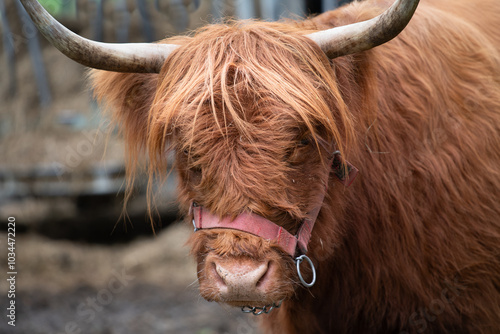 Portrait of a Scottish Highland cattle with long horns. The animal has a bridle on its mouth. The coat is long and shaggy. photo