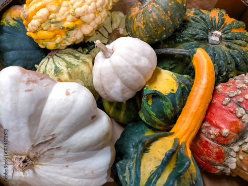 fantasy pumpkins, fun, colorful with strange shapes special for Halloween in close-up photo