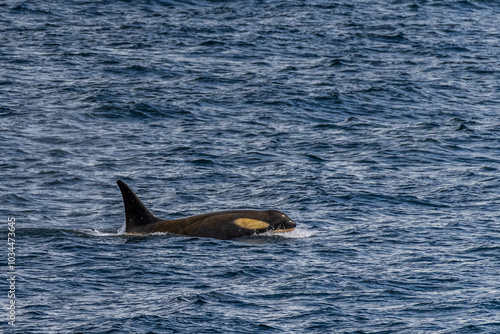 Close-up of a killer whale, Orcinus orca, swimming in the waters of the Antarctic peninsula, near Anvers Island. photo