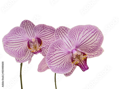 Branch of Phalaenopsis orchids with delicate pink lines, also called  moth orchid, butterfly, anggrek bulan or moon orchid. Cut out and isolated.