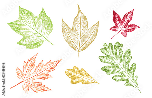 Set of colorful oak maple sycamore birch leaves as variations in color shape and size. Fall leaves on white background.