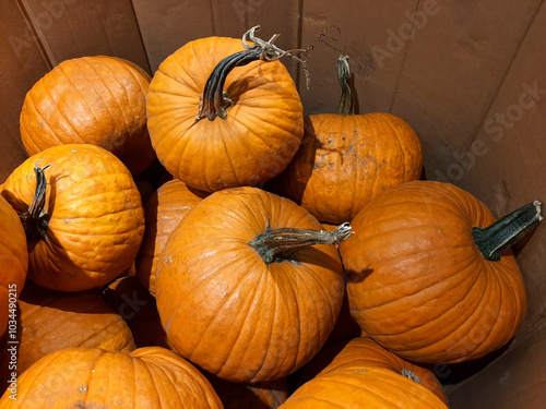 Large orange pumpkins