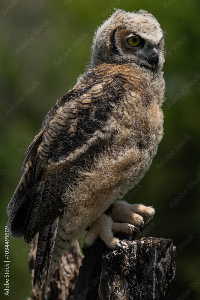 Fototapeta premium Great Horned Owl Juvenile