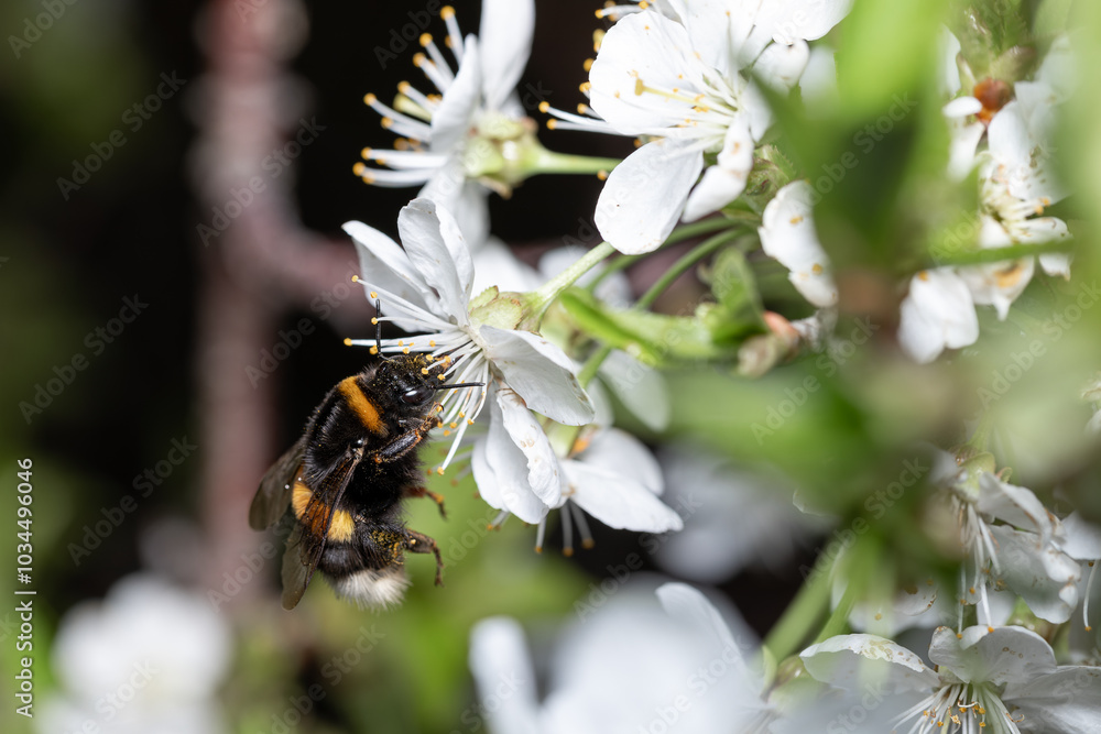 A ground bumblebee pollinates cherry blossoms A ground bumblebee pollinates cherry blossoms