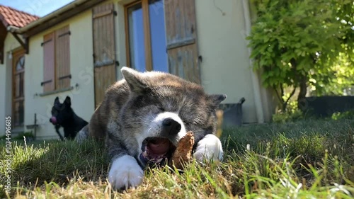 vidéo d'un chien akita grignotant un morceau de bois, en extérieur par beau temps