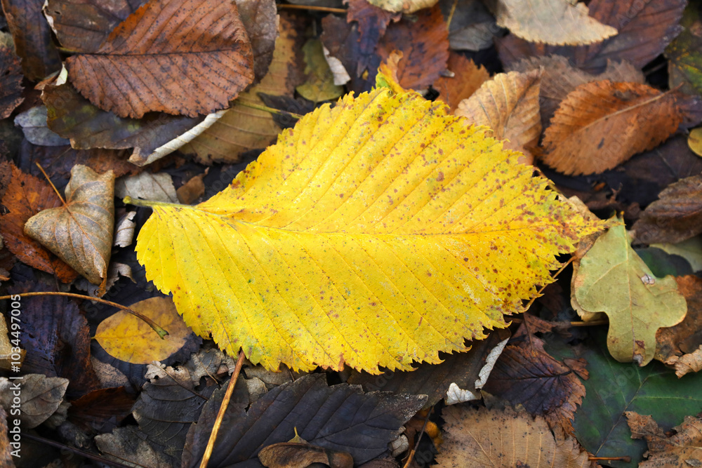 One yellow elm-tree leaf lies on dark background of brown and black withered autumn leaves. Fall concept nature backdrop with copy space. Horizontal image, top view.