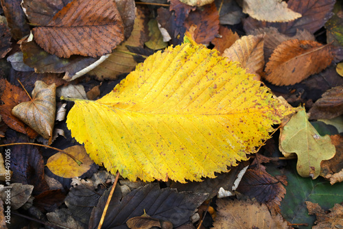 Obraz na płótnie One yellow elm-tree leaf lies on dark background of brown and black withered autumn leaves. Fall concept nature backdrop with copy space. Horizontal image, top view. w salonie