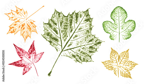 Set of colorful oak maple sycamore birch leaves as variations in color shape and size. Fall leaves on white background.
