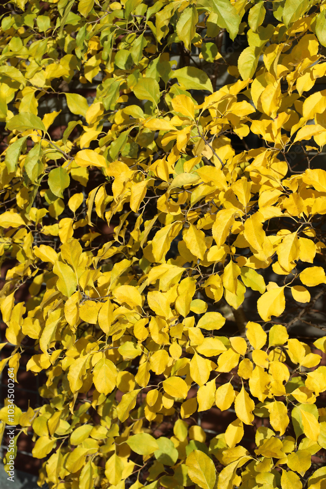 Vertical background of bright yellow autumn leaves on tree in park. Siberian or Chinese crab apple tree. Autumn nature image with place for text. Fall concept.