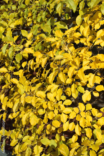 Obraz na płótnie Vertical background of bright yellow autumn leaves on tree in park. Siberian or Chinese crab apple tree. Autumn nature image with place for text. Fall concept. w salonie