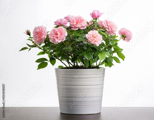 pink rose bush in white pot blooming flowers white background