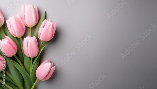 pink tulips on light gray background festive spring mood