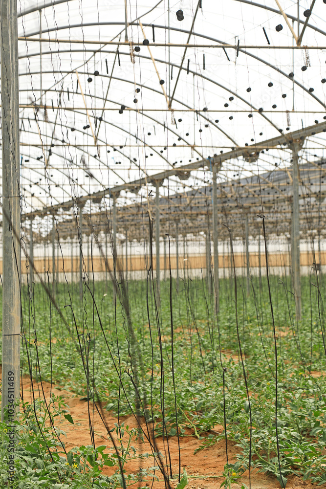 invernadero interior instalaciónplantas agricultura Almería Andalucía 4M0A3076-as24 invernadero interior instalaciónplantas agricultura Almería Andalucía 4M0A3076-as24