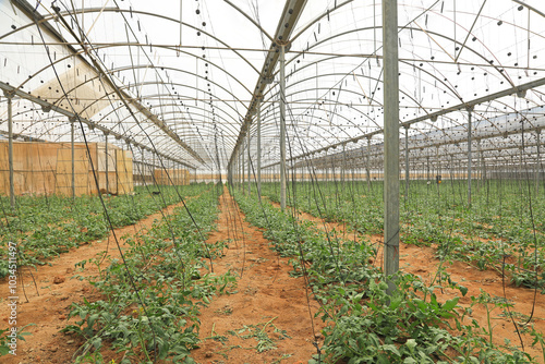 invernadero interior instalaciónplantas agricultura Almería Andalucía 4M0A3078-as24