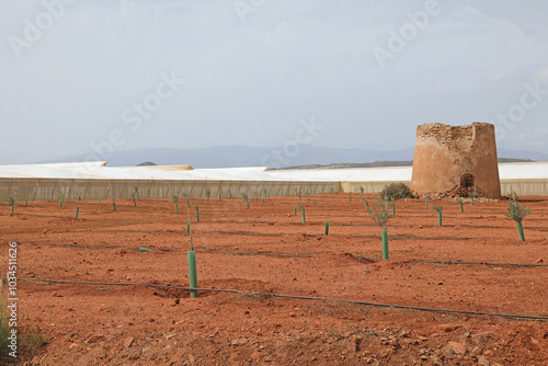invernadero exterior con molino en ruinas tierra roja nueva plantación agricultura Almería   4M0A3123-as24