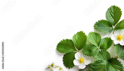 strawberry leaves pattern on side position provides copy space for text. background concept isolated white