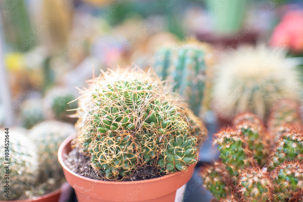 lots of small prickly cacti in pots lots of small prickly cacti in pots