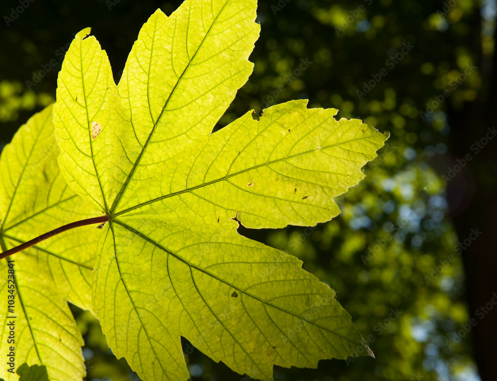 A maple leaf in the sunshine A maple leaf in the sunshine