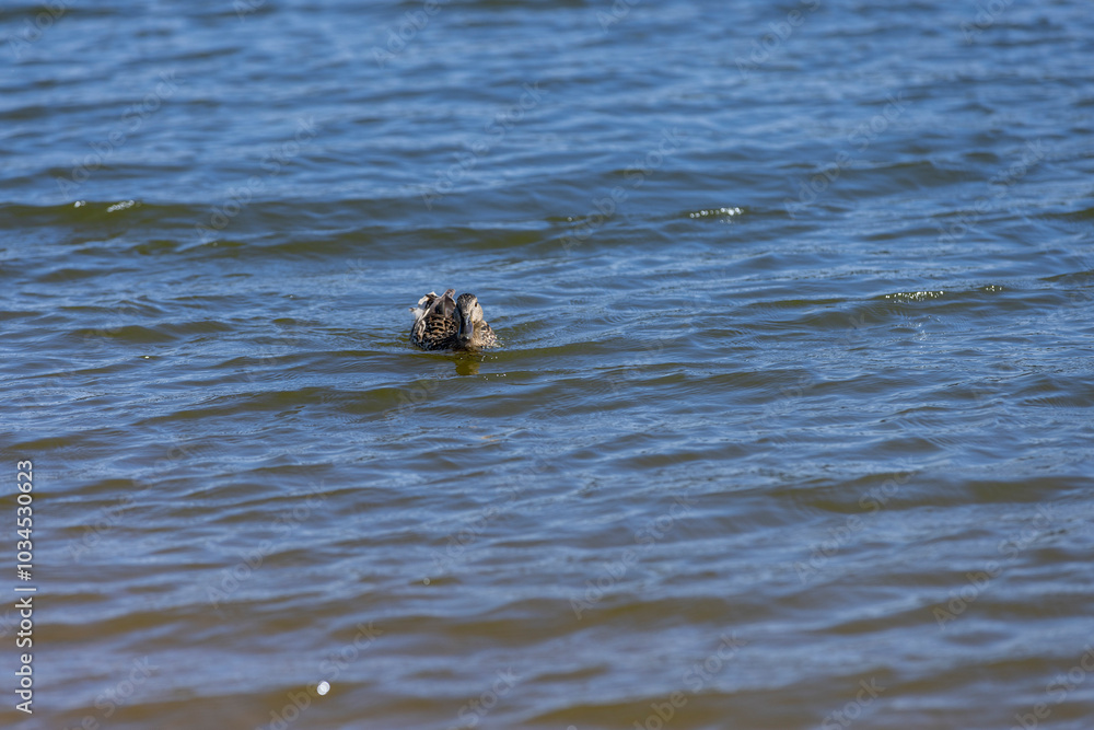 ducks on the lake in sunny weather in the spring season ducks on the lake in sunny weather in the spring season