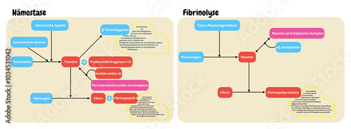 Schematische Darstellung von Hämostase und Fibrinolyse photo