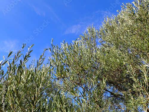 Olive tree branches with beautiful natural light and blue sky in background. Olive leaves blooming. Space for text, oil extraction process, olive tree leafs, Harvesting olives in Jijel Algeria Africa. photo