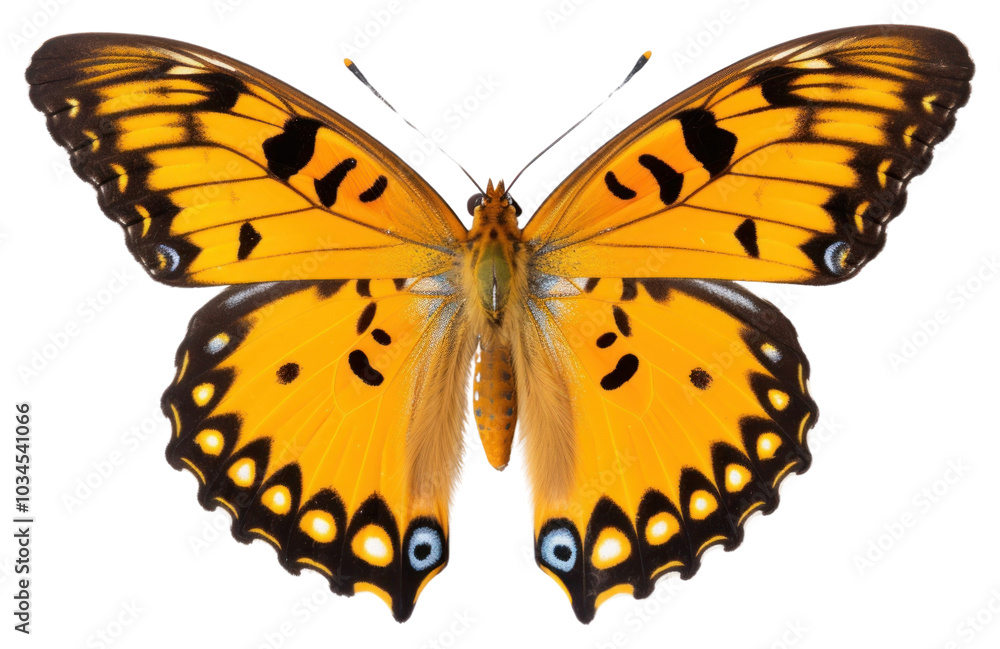 PNG Butterfly animal insect white background. PNG Butterfly animal insect white background.