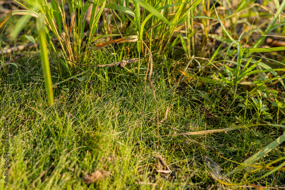 A detailed close-up shot of grass blades and small plants in bright sunlight, showcasing natural greenery.
A detailed close-up shot of grass blades and small plants in bright sunlight, showcasing natural greenery.