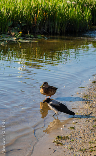 A crow and a duck standing together on the sand, contrasting with each other in size and color, captured in a natural outdoor setting with water and vegetation of the reservoir.

 photo