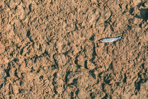 Tableau sur toile A small fish lies stranded on  cracked land, evoking themes of drought and survival