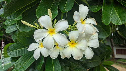 frangipani plumeria flower