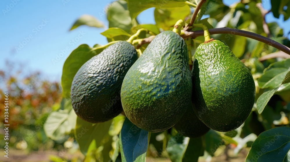 Fresh Green Avocados Hanging on Tree Branch Fresh Green Avocados Hanging on Tree Branch