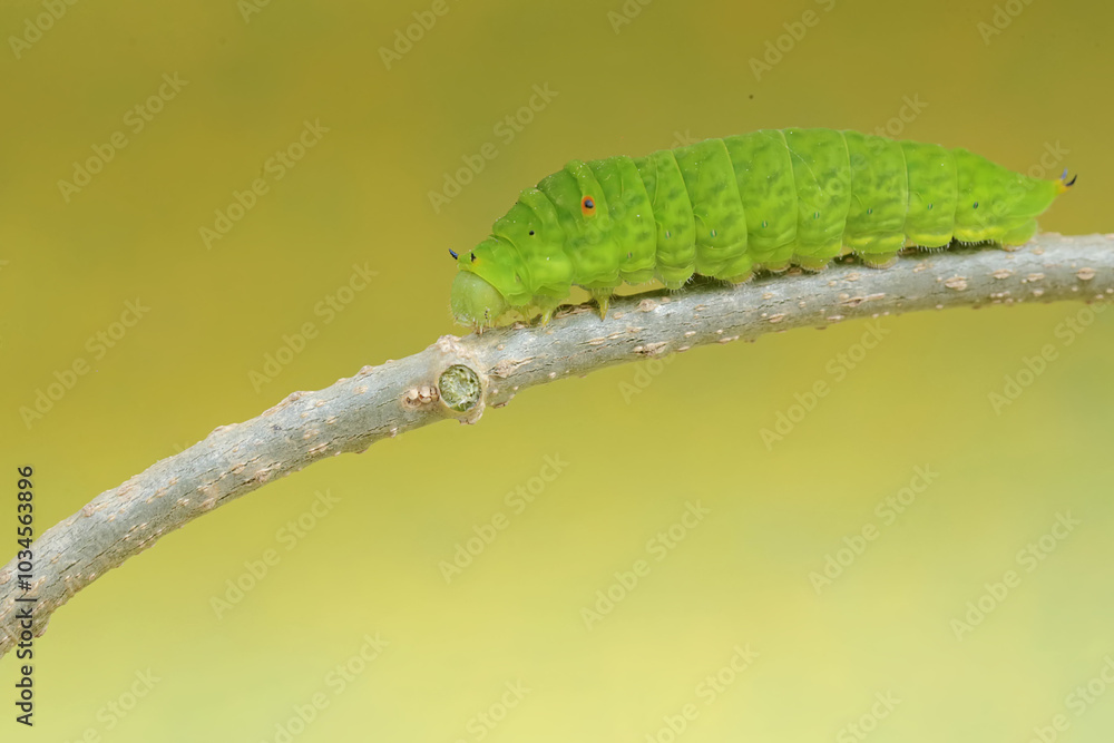 A green caterpillar is crawling on the stem of a vine. This insect likes to eat fruit, flowers and young leaves. A green caterpillar is crawling on the stem of a vine. This insect likes to eat fruit, flowers and young leaves.