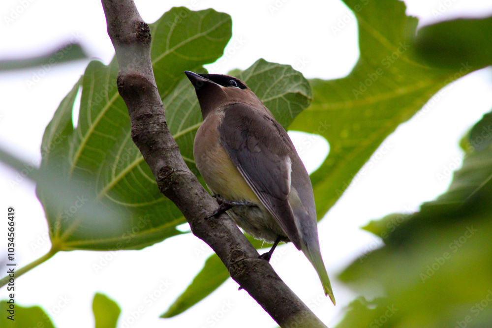 Fototapeta premium Waxwing on Fig Branch 08