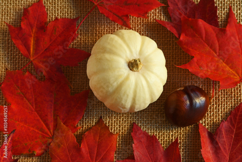 Top down view of mini white pumpkin surrounded by bright red maple leaves and one acorn on matt finish.