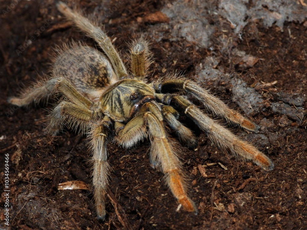 Augacephalus breyeri  tarantula on cork bark spider arachnid 