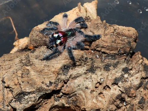 Seladonia Brazilian jewel  tarantula on cork bark spider arachnid 
