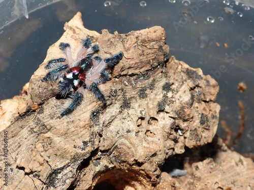 Seladonia Brazilian jewel tarantula on cork bark spider arachnid 