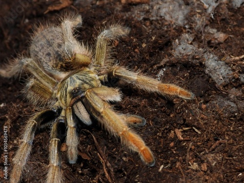 Augacephalus breyeri  tarantula on cork bark spider arachnid 