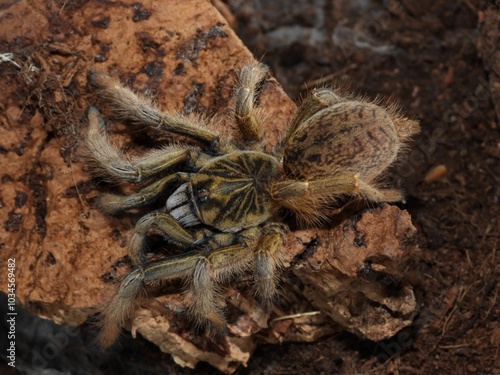  Augacephalus breyeri tarantula on cork bark spider arachnid  photo