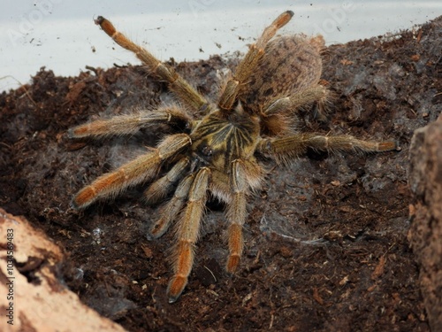 Augacephalus breyeri  tarantula on cork bark spider arachnid 